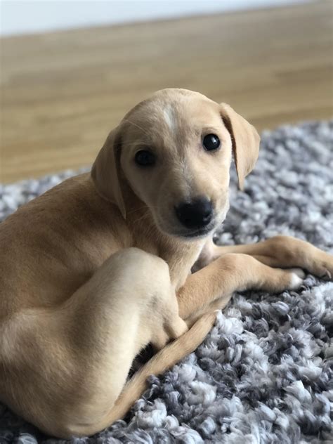 New Borador Puppy! Any tips, tricks and help appreciated to help give