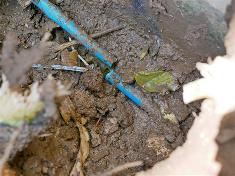 Top 5 Ways to Prevent Tree Roots From Damaging Your Plumbing System