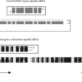 A And B Onset Of RNAi Phenotype Following Electroporation First