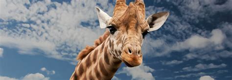 Is giraffe milk the latest superfood? | Inhabitat - Green Design ...