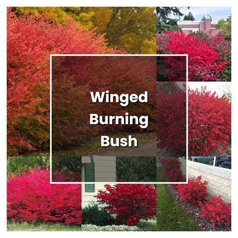 How To Grow Winged Burning Bush Plant Care Tips Norwichgardener