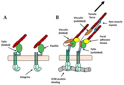 Biology Free Full Text Dynamics Of The Actin Cytoskeleton At