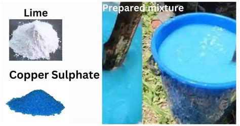 How To Preparation Of Bordeaux Mixture & Paste: 4 Easy Steps