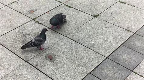 Pigeon Dancing And Cooing Youtube