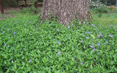 10 Plants That Grow Under Trees Shade Garden Plants Vinca Minor