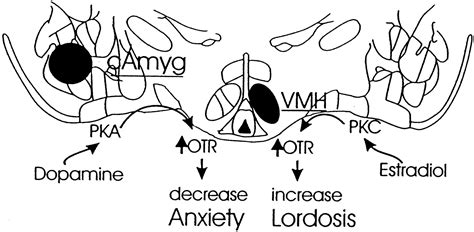 Cns Region Specific Oxytocin Receptor Expression Importance In