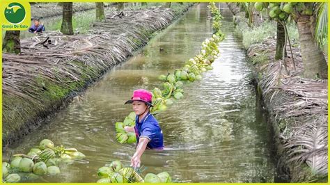 Cómo los agricultores tailandeses cosechan millones de toneladas de