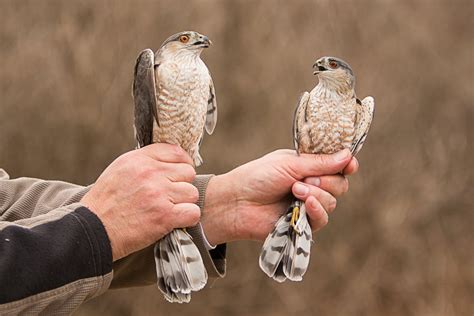 Featured Species: Sharp-shinned Hawk | Braddock Bay Raptor Research