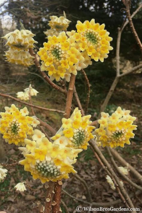 Buy Edgeworthia chrysantha Paper Bush | FREE SHIPPING | Wilson Bros Gardens