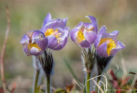 Prairie Crocuses Waterton Lakes National Park Alberta C Flickr