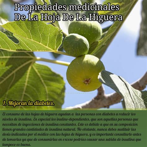 Para Que Sirve La Hoja De Higo Como Planta Medicinal Plant Blog