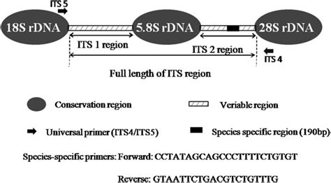 Schematic Representation Of The Internal Transcribed Spacer ITS