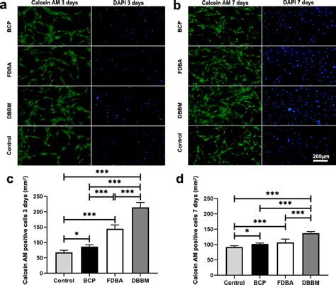 Histological Images Of Calcein AM And Of DAPI Staining A After 3 Days