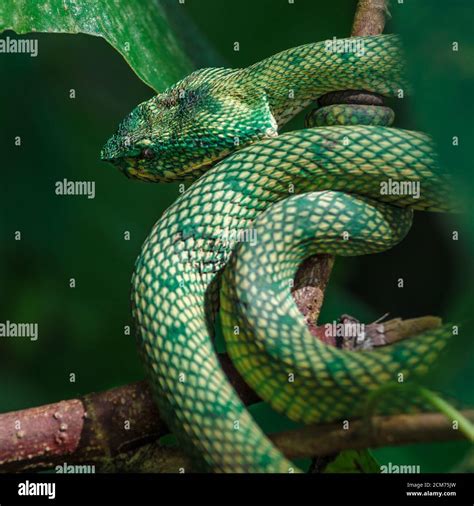 Pit viper thailand fangs hi-res stock photography and images - Alamy