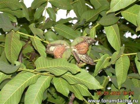 Грецкий орех в Подмосковье