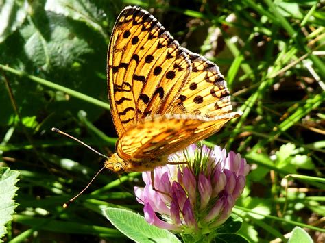 Speyeria aglaja Grand nacré FR Dark green fritillary Flickr