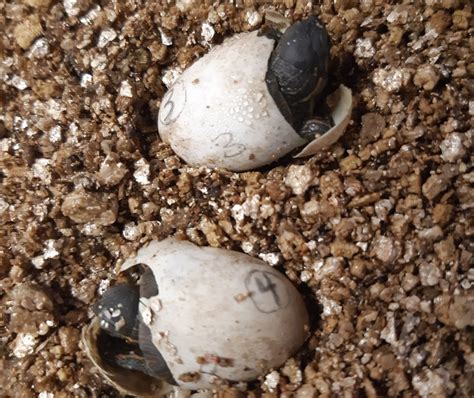 How To Hatch A Snapping Turtle Egg Turtlean