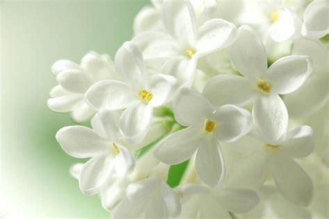 The Most Beautiful White Flowers