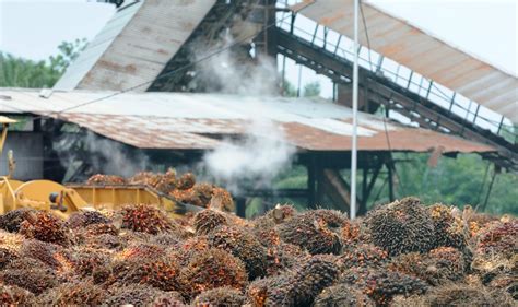 Optimasi Industri Kelapa Sawit Indonesia Dampak Dan Kebijakan Hilirisasi