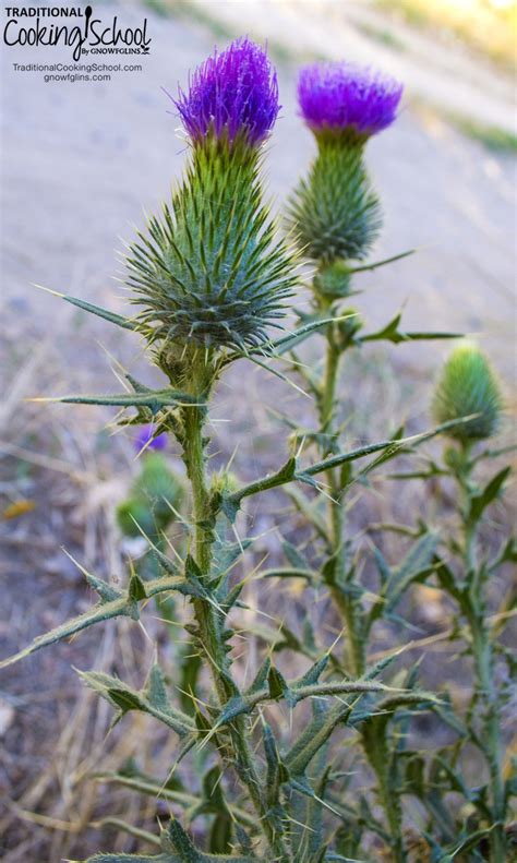 3 Common EDIBLE Weeds... That Are Yummy!