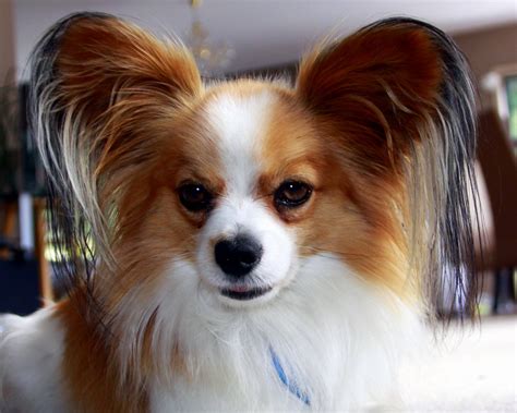 Papillon Dog Puppy 8