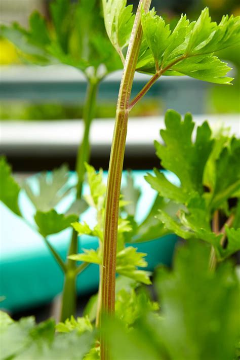 Best Broccoli Companion Plants