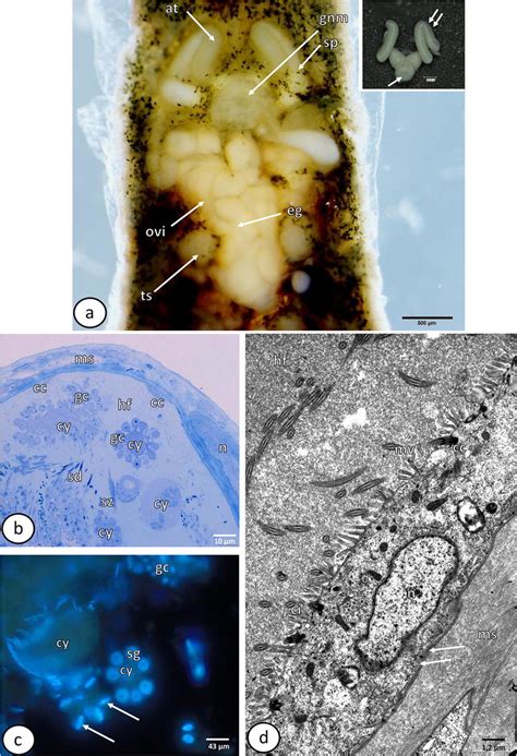 Gross Morphology Of Male Reproductive System And Testes A General Download Scientific Diagram