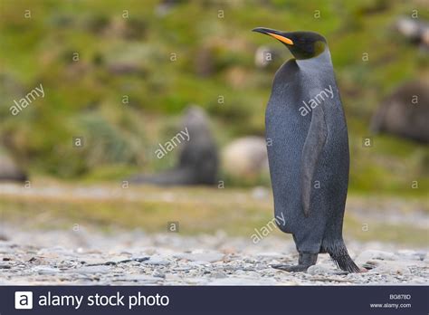 Melanistic Penguin Stock Photos & Melanistic Penguin Stock Images - Alamy