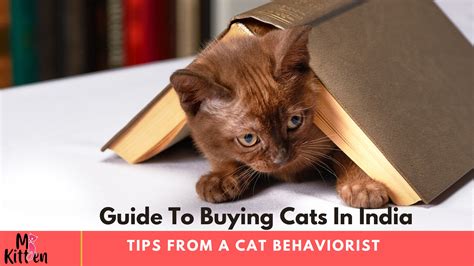 Guide to Buying Cats : Tips by a Cat Behaviorist for Cat Owners