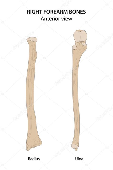 Right Forearm Bones Radius Ulna Anterior View Vettoriale Stock Di