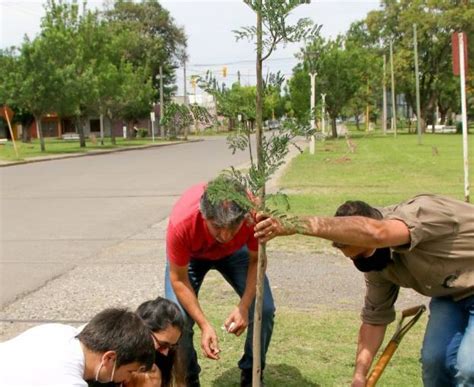 El Rbol De Mi Vida Plantaron Nuevos Ejemplares Firmat