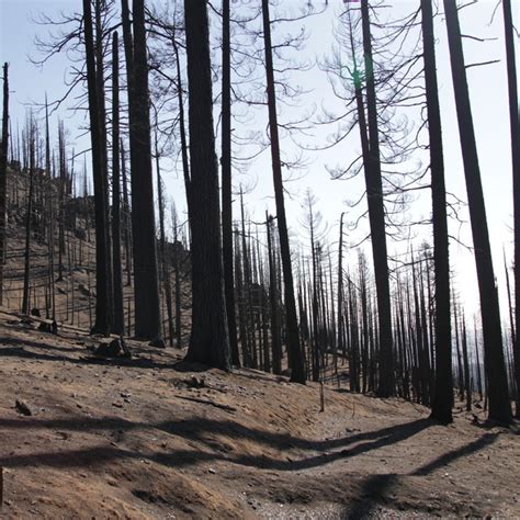 California Today More Than 100 Million Trees Are Dead What Now The New York Times