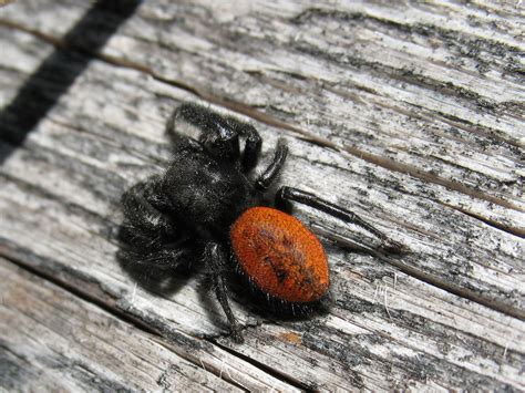 HumBug: Jumping Spiders! | News Blog