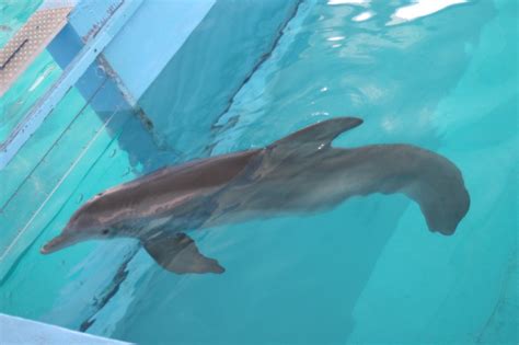 Winter Dolphin From The Movie Dolphin Tale At The Clearwater Marine