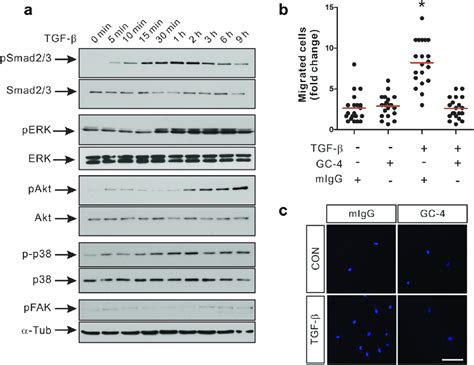 Tgf β Activated Noncanonical Pathways Of Human Bm Mscs And Download Scientific Diagram