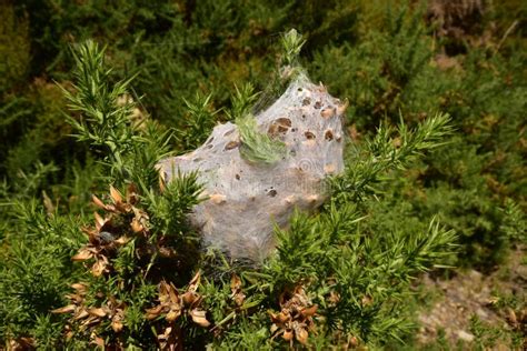 A Spider Web Cocoon in the Bush Tree Stock Image - Image of zealand ...