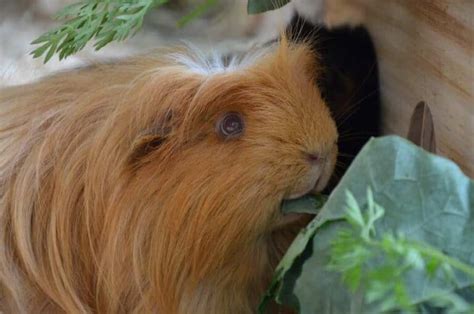 Guinea Pig Eye Problems Caring For All Pets