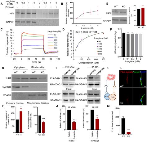 Larginine Homeostasis Governs Adult Neural Stem Cell Activation By