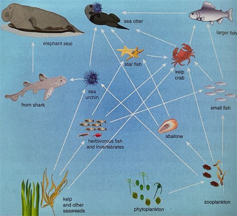 Case Study 4 2 The Importance Of Sea Otters In Maintaining Kelp Forest