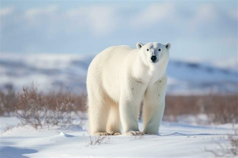 Polar bear in its natural habitat in the Arctic Circle. AI generated ...