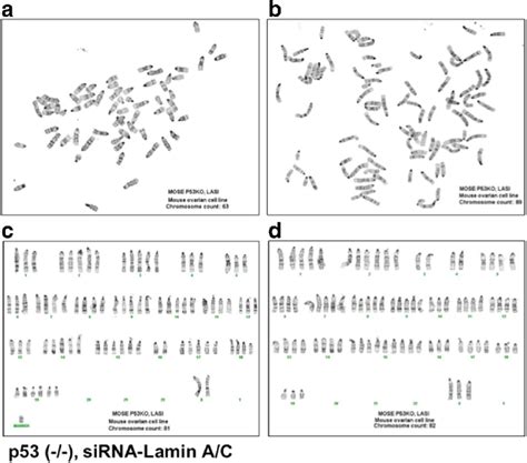 P Inactivation And Lamin A C Suppression Result In Aneuploidy And