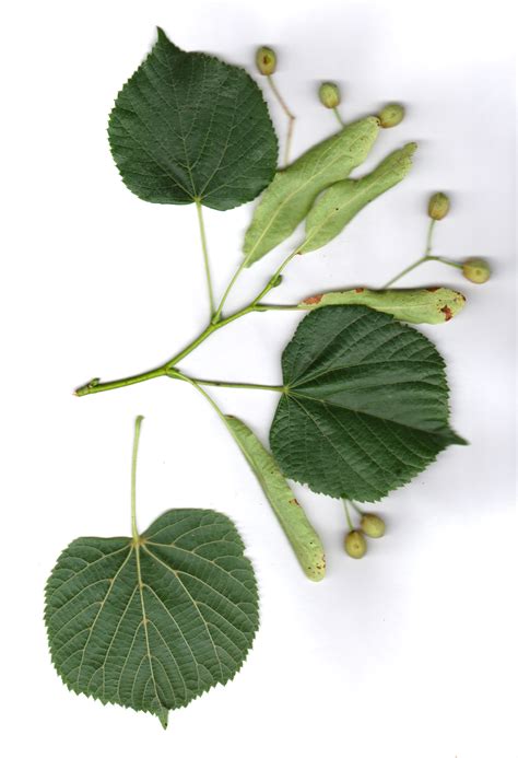 Biodiv Balma Fiche Tilleul Grandes Feuilles Tilia Platyphyllos