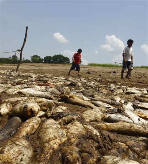 Pesquisadores alertam para a possibilidade de seca na Amazônia ser mais