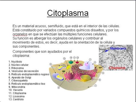 Qué Es El Citoplasma Escuelapedia Recursos Educativos