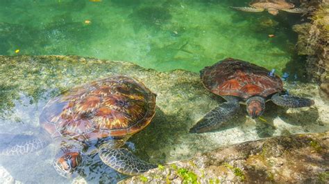 Zanzibar Tour Dell Isola Di Mnemba E Biglietto Per L Acquario Delle