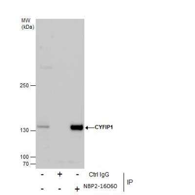 Cyfip Antibody Nbp Bio Techne