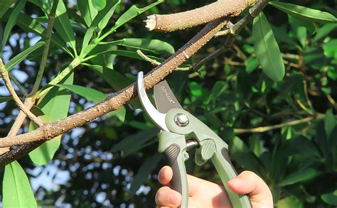 Amazon SZHLUX Pruning Shears Sharp Precision Hand Pruner SK5