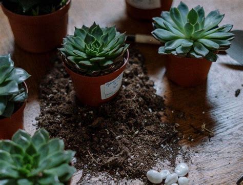 Succulent Propagation Guide - Grow Food At Home