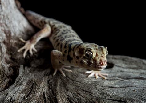 5 Essential Gecko Care Tips for Healthy Growth - GeckoSavvy