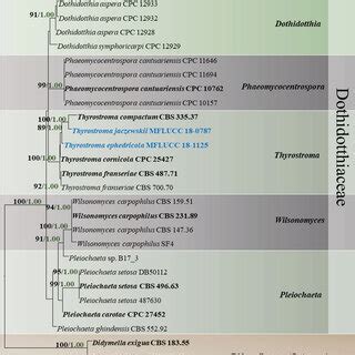 Raxml Tree Based On A Combined Dataset Of Its Lsu And Ssu Partial